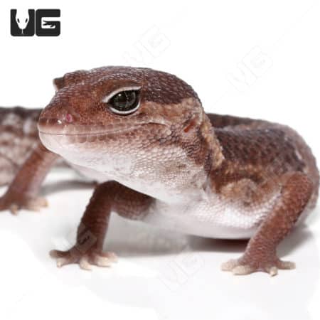 Close-up of a Fishtail African Fat Tail Gecko showcasing its unique tail and textured skin.