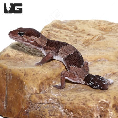 African Fat Tail Gecko on rock surface.