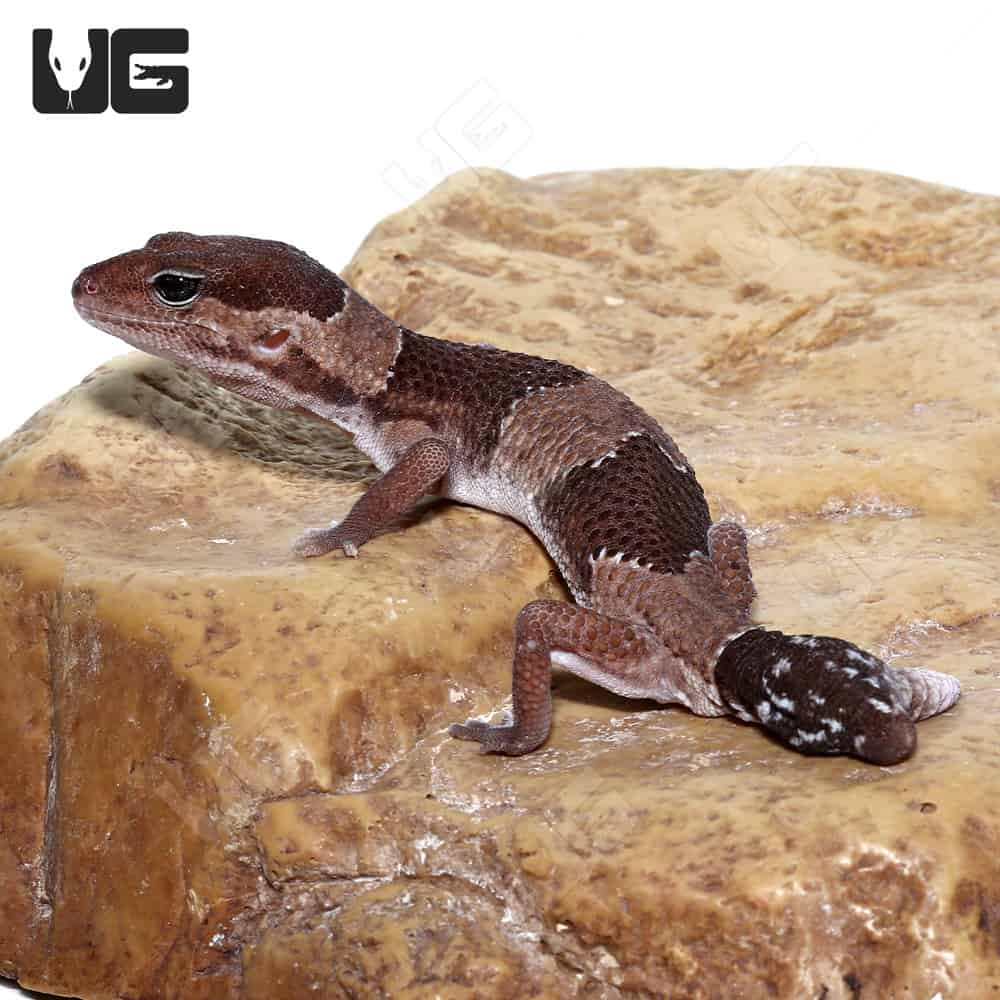 African Fat Tail Geckos Hemitheconyx Caudicinctus For Sale Underground Reptiles 