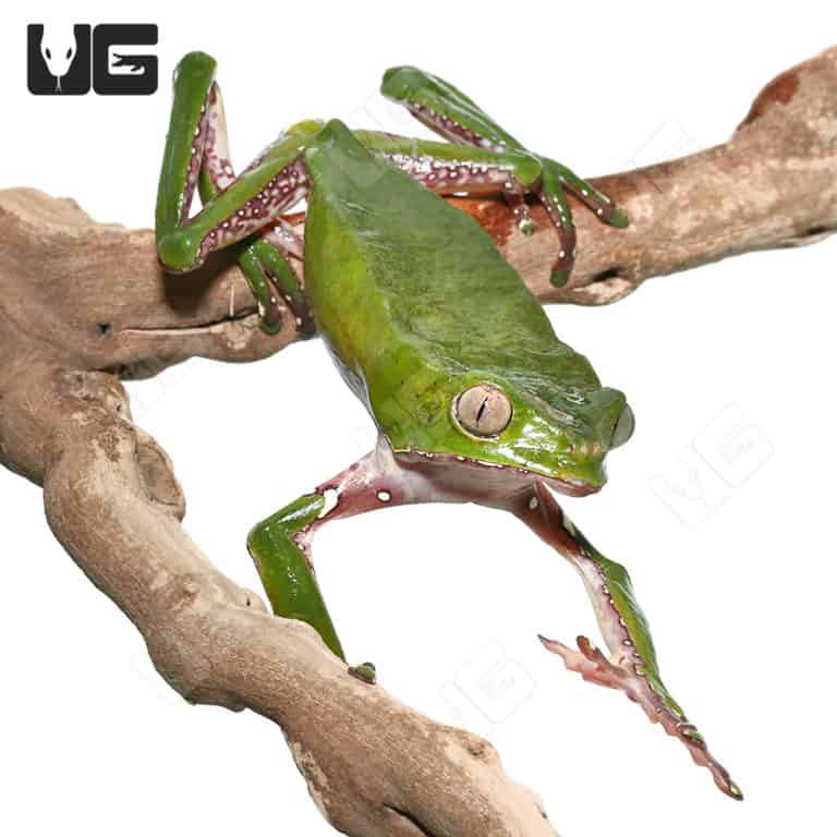 Giant Waxy Monkey Tree Frog (Phyllomedusa bicolor) For Sale