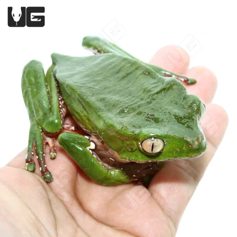 Giant Waxy Monkey Tree Frog (Phyllomedusa bicolor) For Sale