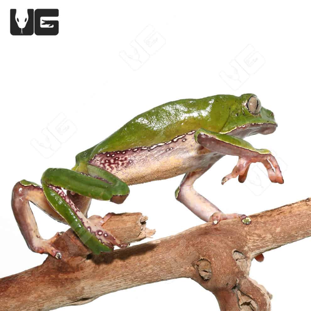 Giant Waxy Monkey Tree Frog (Phyllomedusa bicolor) For Sale Underground Reptiles