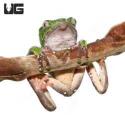 Giant Waxy Monkey Tree Frog (Phyllomedusa bicolor) For Sale - Underground Reptiles
