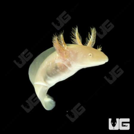 Golden Albino Axolotls (Ambystoma mexicanum) For Sale - Underground Reptiles