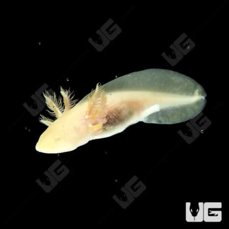 Golden Albino Axolotls (Ambystoma mexicanum) For Sale - Underground Reptiles