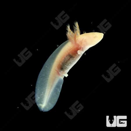 Golden Albino Axolotls (Ambystoma mexicanum) For Sale - Underground Reptiles