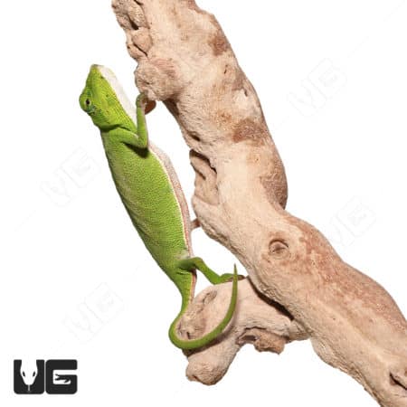 Guillaumet's Side-striped Chameleon (Calumma guillaumeti) For Sale - Underground Reptiles