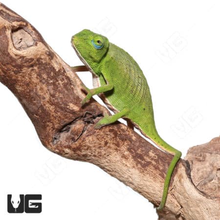 Guillaumet's Side-striped Chameleon (Calumma guillaumeti) For Sale - Underground Reptiles