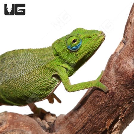Guillaumet's Side-striped Chameleon (Calumma guillaumeti) For Sale - Underground Reptiles