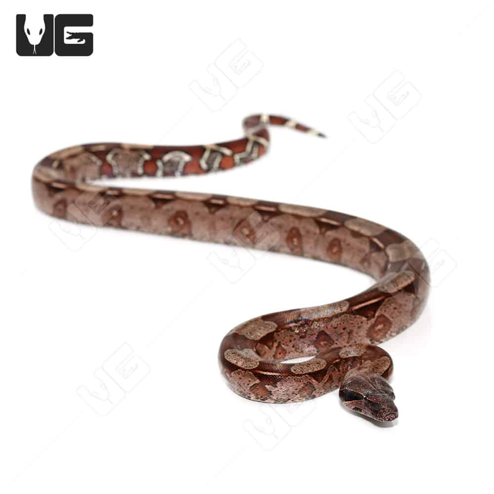 Silver Guyana Redtail Boa (Boa c. constrictor) for sale - Underground  Reptiles