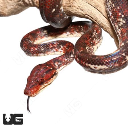 High White Calico Amazon Tree Boas (Corallus hortulanus) For Sale - Underground Reptiles