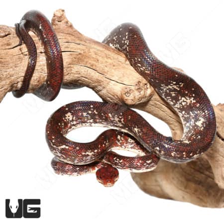 High White Calico Amazon Tree Boas (Corallus hortulanus) For Sale - Underground Reptiles