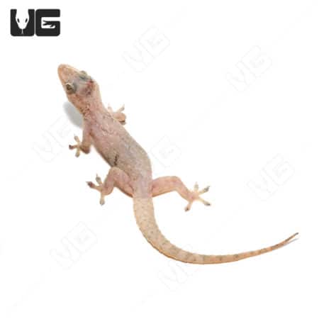 House Geckos (Hemidactylus frenatus) For Sale - Underground Reptiles