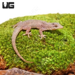 House Geckos (Hemidactylus frenatus) For Sale - Underground Reptiles