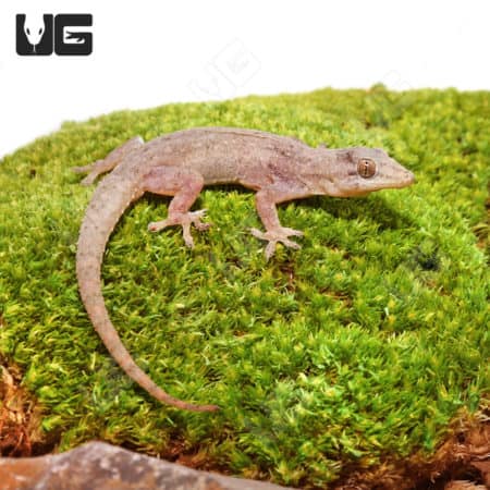 House Geckos (Hemidactylus frenatus) For Sale - Underground Reptiles