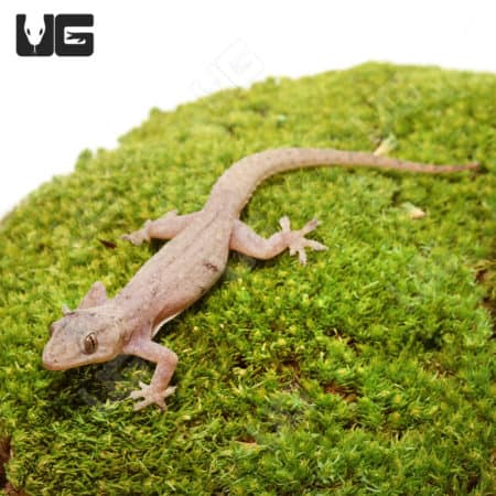 House Geckos (Hemidactylus frenatus) For Sale - Underground Reptiles
