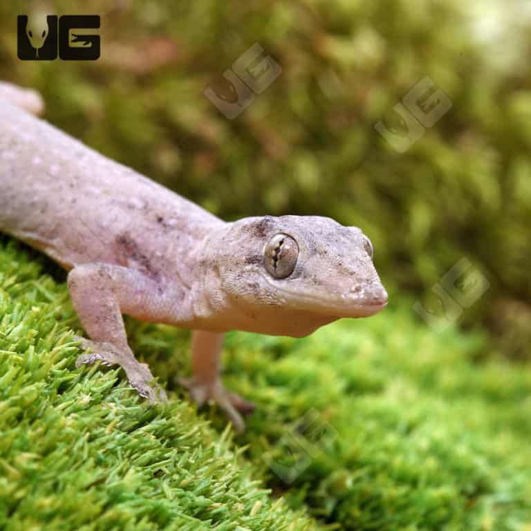 House Geckos For Sale Underground Reptiles