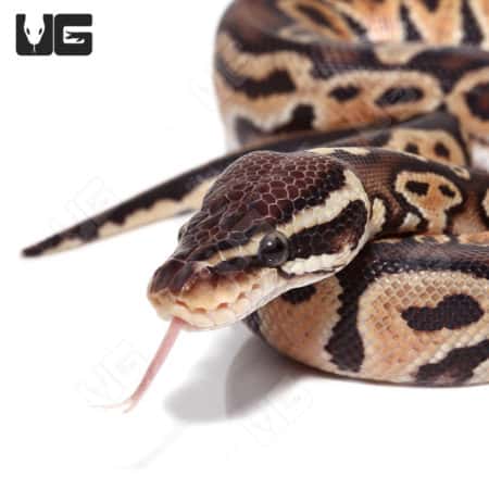 Baby Hurricane Pastel 66% Het Monarch Python (Python regius) For Sale - Underground Reptiles