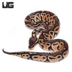 Baby Hurricane Pastel 66% Het Monarch Python (Python regius) For Sale - Underground Reptiles