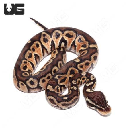 Baby Hurricane Pastel 66% Het Monarch Python (Python regius) For Sale - Underground Reptiles