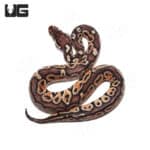 Baby Hurricane Pastel 66% Het Monarch Python (Python regius) For Sale - Underground Reptiles