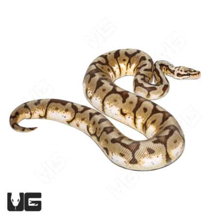 Hurricane Spider Pastel Het Hypo 50% Het Rainbow snake, vibrant and unique reptile.