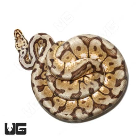 Hurricane Spider Pastel Het Hypo 50% Het Rainbow, a stunning ball python with unique pastel and hypo.