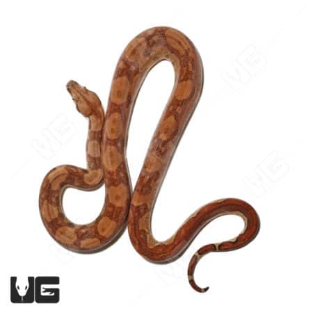 Hypo 66% double heterozygous VPI T+ RDR BEA boa constrictor.