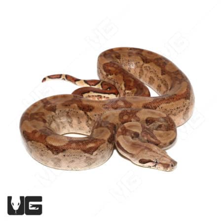 Hypo 66% Double Het VPI Boa constrictor for sale.