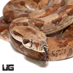 Male Hypo 66% Double Het VPI T+ RDR BEA (Black Eye Anery) Boa (#09 #010 #011) (Boa constrictor imperator) For Sale - Underground Reptiles