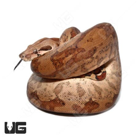 Male Hypo 66% Double Het VPI T+ RDR BEA (Black Eye Anery) Boa (#09 #010 #011) (Boa constrictor imperator) For Sale - Underground Reptiles