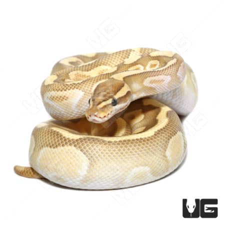 Hypo Butter Enchi Ball Python with Rainbow Het pattern, stunning reptile for collectors.