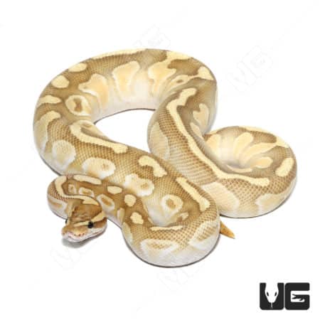 Hypo Butter Enchi Ball Python, 66% Het Rainbow, showcasing vibrant coloration and unique pattern.