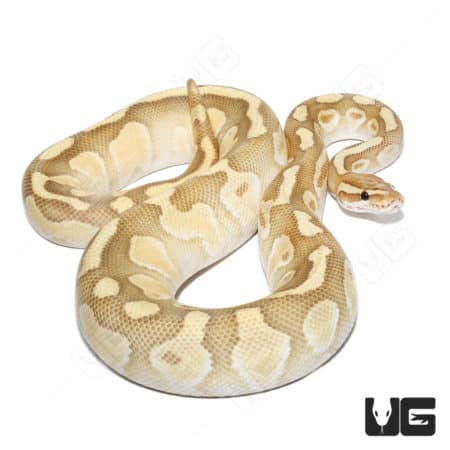 Hypo Butter Enchi Ball Python with Rainbow genetics, male, 66% heterozygous, high-quality reptile fo.