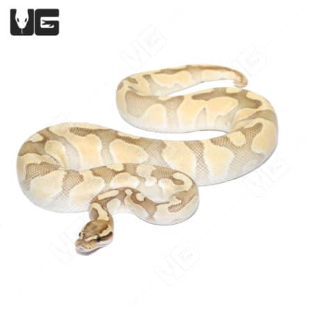 Hypo Super Enchi Butter Ball Python with Rainbow Het traits, stunning pastel coloration, and unique.