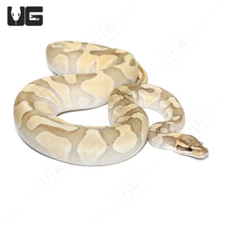 Hypo Super Enchi Butter 66% Het Rainbow Ball Python, vibrant and rare morph. Perfect for reptile ent.