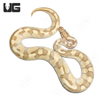 Hypo Super Enchi Butter 66% Het Rainbow Ball Python, vibrant and rare reptile for sale.