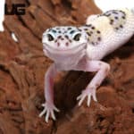 Juvenile Leopard Geckos (Eublepharis macularius) For Sale - Underground Reptiles