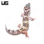 Juvenile Leopard Geckos (Eublepharis macularius) For Sale - Underground Reptiles