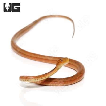 Juvenile Suriname Mock Viper, non-venomous snake, native to South America, ideal for reptile enthusi.