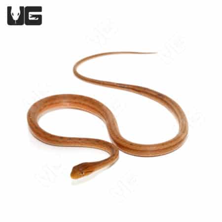 Juvenile Suriname Mock Viper snake, small and colorful, on white background.