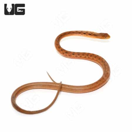 Juvenile Suriname Mock Viper snake, showcasing its distinctive markings and slender body.