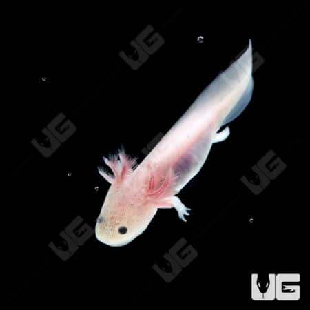 Leucistic Axolotls (Ambystoma mexicanum) For Sale - Underground Reptiles