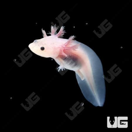 Leucistic Axolotls (Ambystoma mexicanum) For Sale - Underground Reptiles
