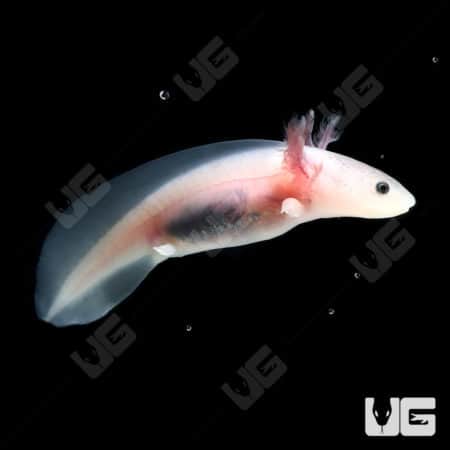 Leucistic Axolotls (Ambystoma mexicanum) For Sale - Underground Reptiles