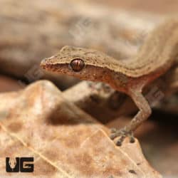 Madagascar Clawless Gecko (Ebenavia inunguis) For Sale - Underground Reptiles