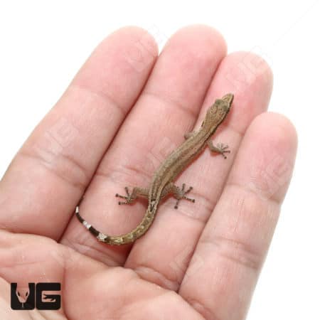 Madagascar Clawless Gecko (Ebenavia inunguis) For Sale - Underground Reptiles