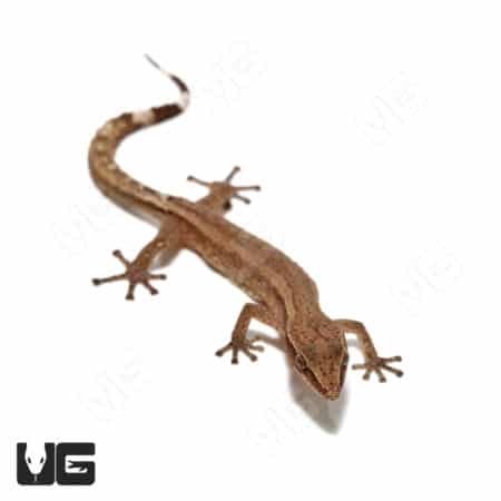 Madagascar Clawless Gecko (Ebenavia inunguis) For Sale - Underground Reptiles