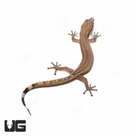 Madagascar Clawless Gecko (Ebenavia inunguis) For Sale - Underground Reptiles