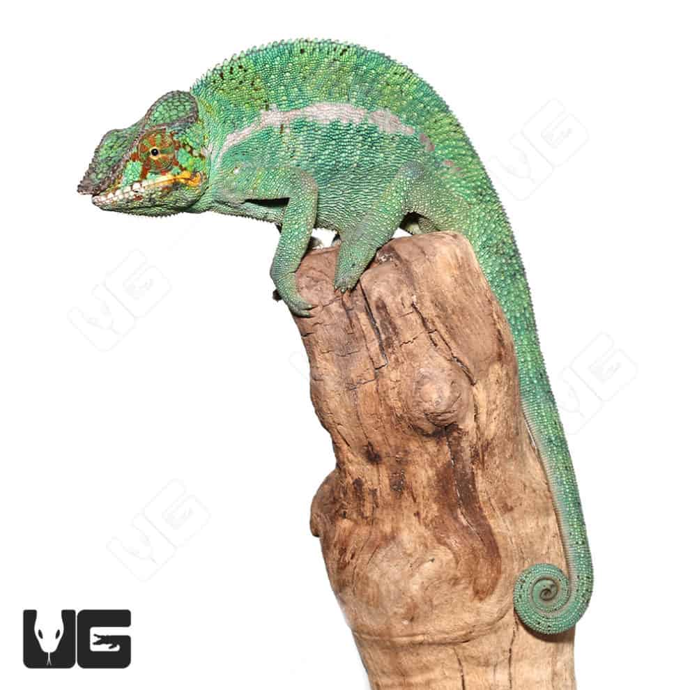 Nosy Be Panther Chameleons For Sale - Underground Reptiles